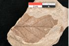 Foto (Detailansicht) von Rhytisma feroniae Ettingshausen (NHMW-GEO-2024-0188-6390)